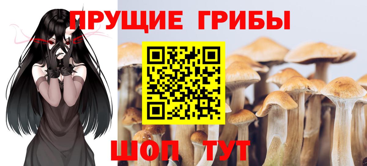 Псилоцибиновые грибы Psilocybine cubensis Волгоград